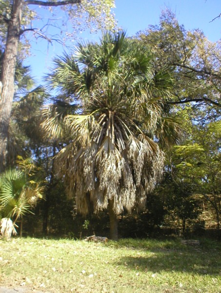 large palm.JPG